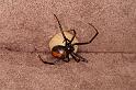 Latrodectus_hasselti_D7212_Z_89_Alexandra hills Brisbane_Australie